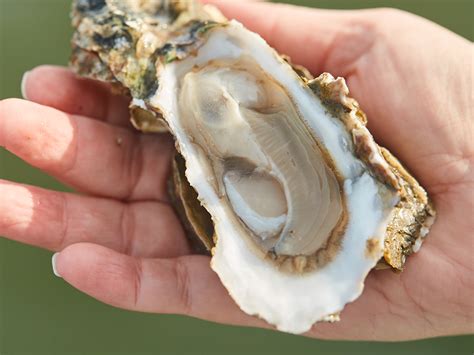 Turning Tides The State Of Local Oysters In Georgia Savannah Magazine