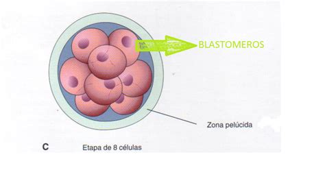 Embriomed Segmentacion Y Formacion Del Blastocisto