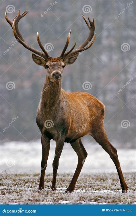 Red Deer Stag Stock Photo Image Of Grass Deer Nature 8552926