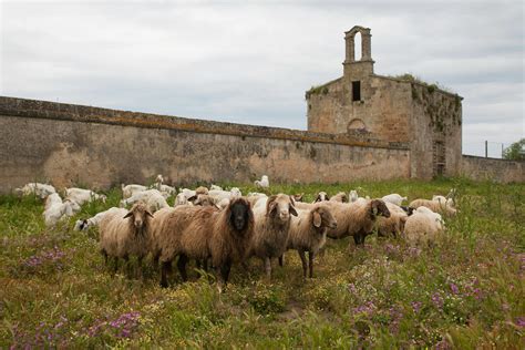 Photo of Herd of Sheep · Free Stock Photo