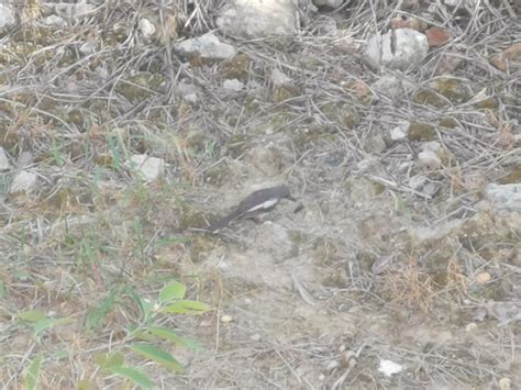 Oriental Magpie Robin from 广西壮族自治区南宁市西乡塘区篱梦公社美丽南方 on July 13 2023 at