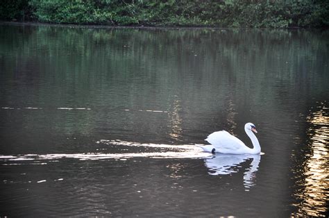 Kostenlose Foto Wasser Natur Vogel See Fluss Teich Tierwelt