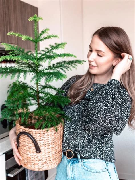 Indoor Oasis Thrill With A Norfolk Island Pine Bonsai Mary