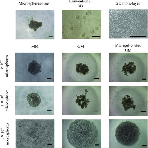 Light Microscopic Pictures Of EpH4 Cell Aggregates 7 Days After