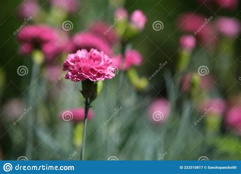 Pequenos Cravos Cor De Rosa Fundo Desfocado Flores Imagem De Stock