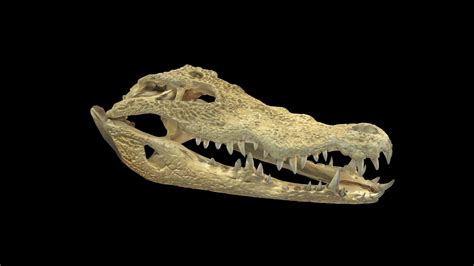 Crocodile Skull Anatomy