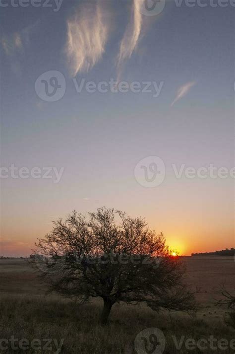 Pampas grass landscape, La Pampa province, Patagonia, Argentina ...