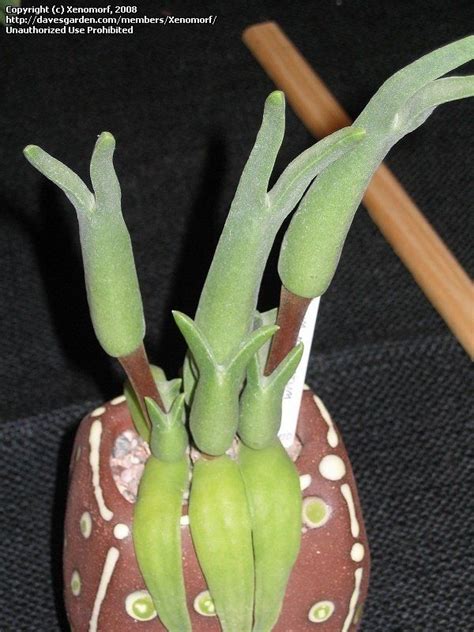 Mitrophyllum mitratum | Suculents, Vegetables, Food