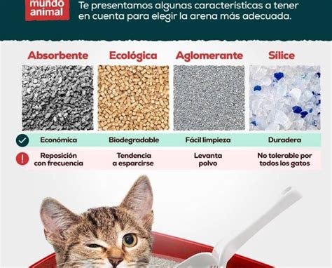 Gu A Completa De Precios De Arena Para Gatos En Mercadona Encuentra