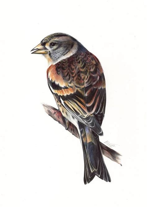 Brambling Bird Portrait Drawing By Daria Maier Saatchi Art Fine