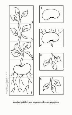 Ideas De Ciencias Naturales Para Ni Os En Ciclos De Vida De