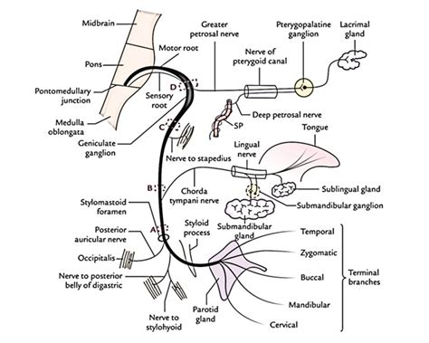 Easy Notes On 【Facial Nerve】Learn in Just 4 Minutes!