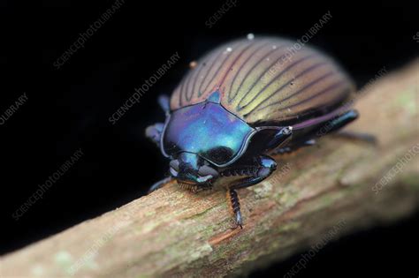 Fungus beetle - Stock Image - C038/7269 - Science Photo Library