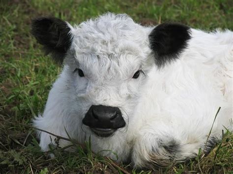 Photo Gallery Galloway Cattle Society Of New Zeland Inc Galloway