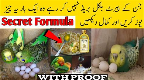 Birds Natural Breeding Formula Best Breeding Formula For Budgies