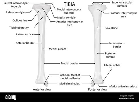 Tibia Anterior And Posterior View Human Anatomy Stock Photo Alamy