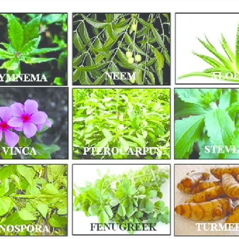 PDF A Review Of Recent Investigations On Medicinal Herbs Possessing