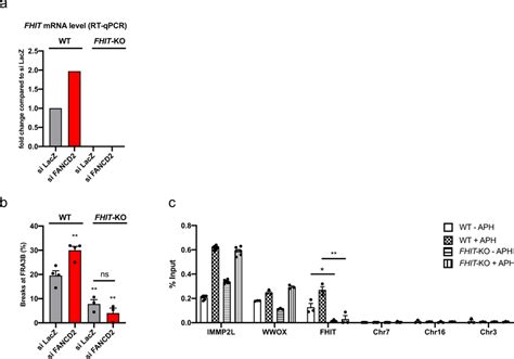 Fancd Binds To Cfs Genes And Prevents Their Instability In A