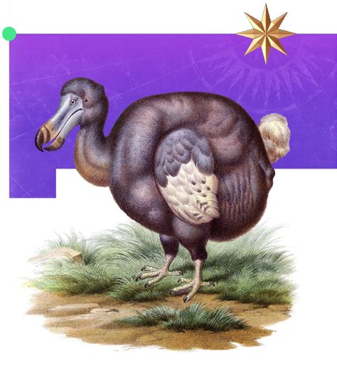 The Enigmatic Dodo Bird: Appearance, Habits, and Extinction – Nature ...