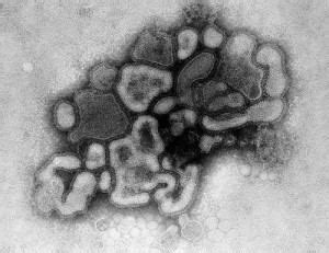 Influenza A virus subtype H3N8 - Alchetron, the free social encyclopedia