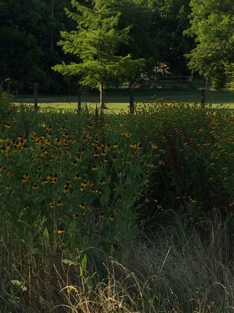 Wildflowers on country roads Louisiana | Country roads, Country, Wild flowers