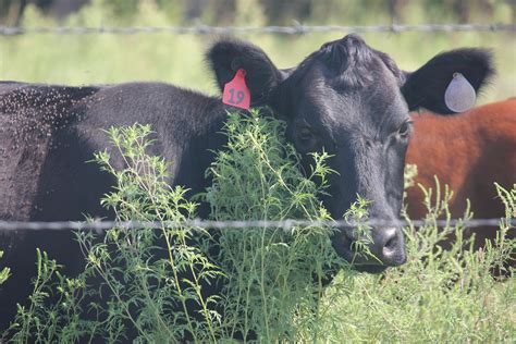 Oklahoma Natural Beef How To Order Jcross Oklahoma Natural Beef