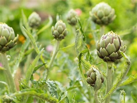 Artichoke Pests And Disease Help For Artichoke Plants Under Attack Gardening Know How