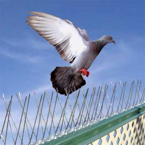 Bird Pest Control Services in Dubai | Hygeia