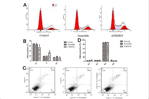 Nedd Depletion Induces Cell Cycle Arrest At S Phase A Cells Were