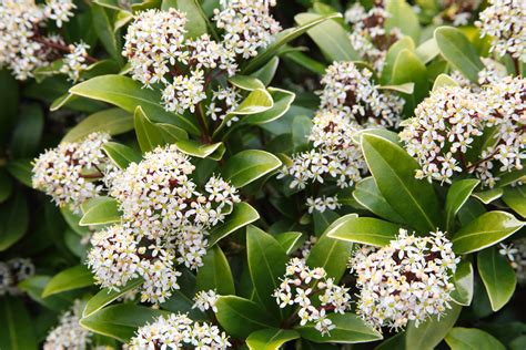 How to Grow and Care for Japanese Skimmia