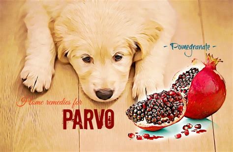 10 Natural Home Remedies For Parvo In A Dog