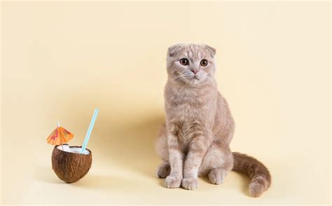 Can Cats Eat Coconut? A Comprehensive Coconut Guide for Cats