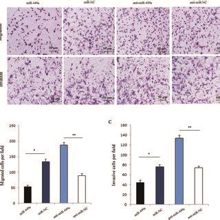 MiR 449a Inhibits Cell Migration And Invasion In MKN 28 Cells A