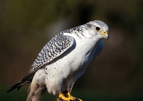 Juvenile Peregrine Falcon The Wanderer Flickr Photo Sharing