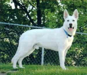 Albino German Shepherd Puppies For Sale | PETSIDI