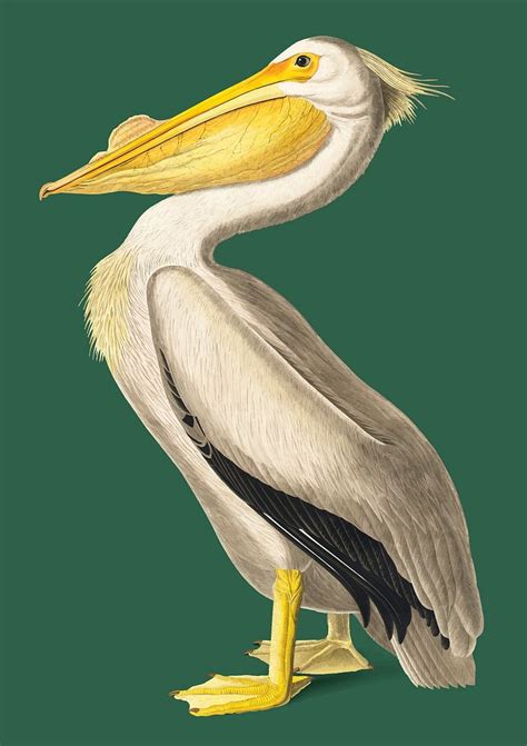 American White Pelican Illustration Free Vector Illustration Rawpixel