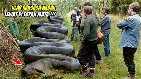 Viral Inilah Bukti Nyata Adanya Ular Raksasa Nabau Di Hutan