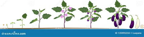 Life Cycle Of Eggplant Growth Stages From Seeding To Flowering And