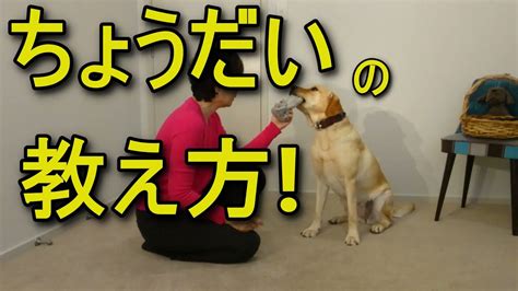 犬・子犬しつけ【ちょうだい】の教え方。練習すると本番で返してもらいやすい確率が上がる！もちろん おやつなしで教えます Youtube