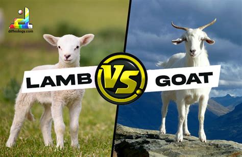 Difference Between Goat And Sheep And Lamb Online Blog Websoft9