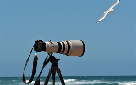 Best Tripods For Wildlife Photography - PhotoJeepers