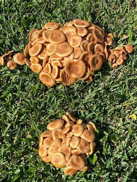 Lawn Mushrooms In Yard Good Bad And Causes For Mushrooms Lawn Phix