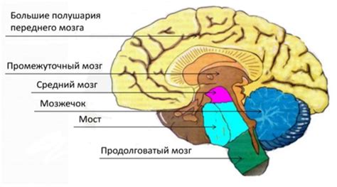 Головной мозг — что это, определение и ответ