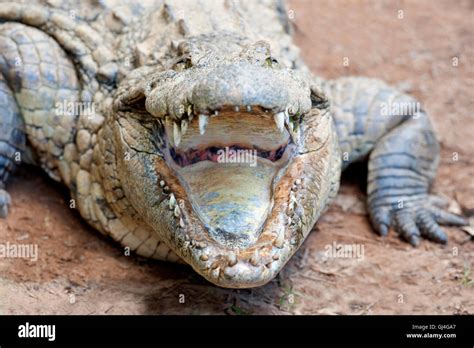 Nile Crocodile Crocodylus Niloticus Madagascar Stock Photo Alamy