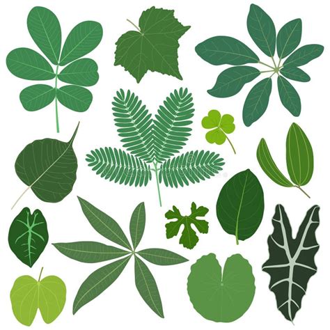 De Bladeren Van Het Blad Planten Tropisch Vector Illustratie