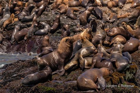 Peru Lima Islas Palomino Seel Wen Sea Lions Rottmar