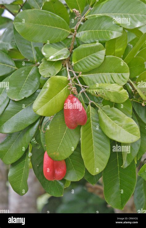 Ackee Blighia Sapida Close Up Of Fruit And Leaves Freedom Jamaica