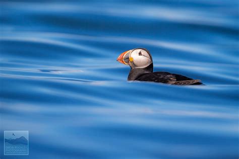 Puffin On The Water Drew Buckley Photography Pembroke Pembrokeshire