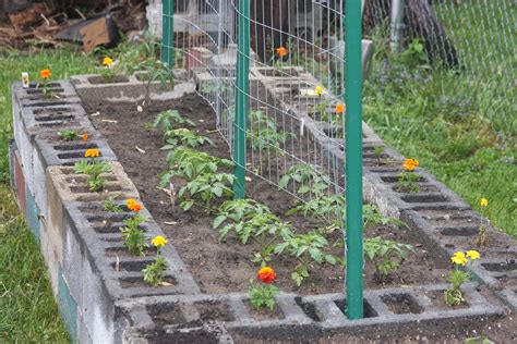 Raised Beds With Tomatoes And Marigolds Garden Outdoor Plants