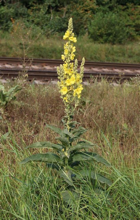 Windblumen-Königskerze / Verbascum phlomoides
